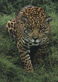 jaguar5