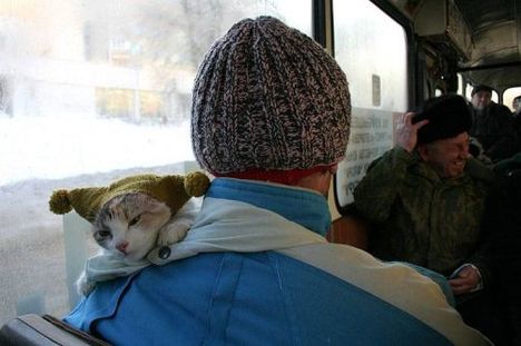 Télen buszon, hidegben