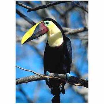 toucan6