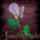Goodn_868276_18978_t