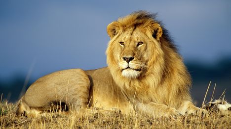 african-lion-1280-720-4240