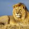 african-lion-1280-720-4240