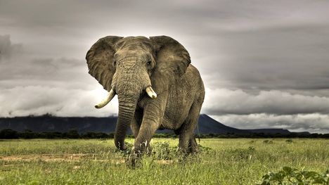 elephant-1280-720-3771