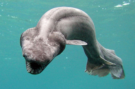 frilled-shark