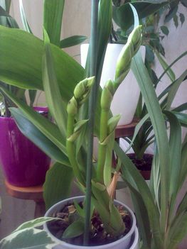 Odett-Zygopetalum orchidea-bimbói