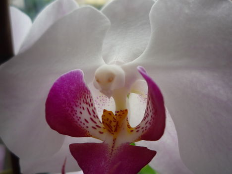 orchidea 2