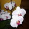 orchidea 3