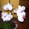 orchidea 4