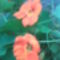 sarkantyúvirág