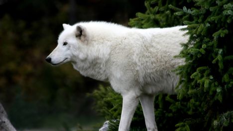 Sarki farkas (Arctic wolf)