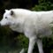 Sarki farkas (Arctic wolf)