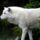 Sarki_farkas_arctic_wolf_806288_13010_t