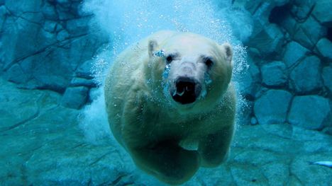 úszó jegesmedve