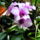 Dendrobium_orchidea-005_872950_11647_t