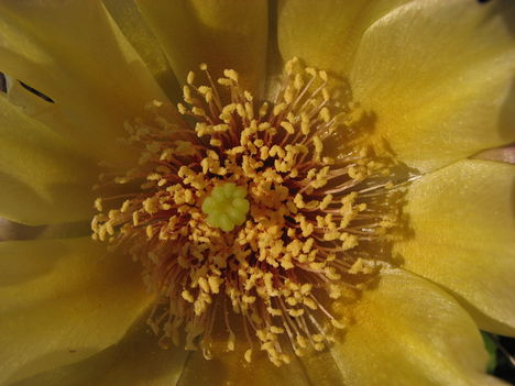 Opuntia-virág