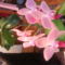 Orchidea gyökér, és a virágja