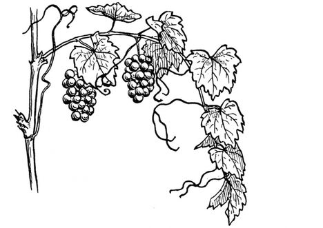 szőlő_5