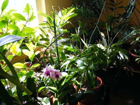 Vegyes szobanövények napsütésbe