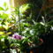 Vegyes szobanövények napsütésbe