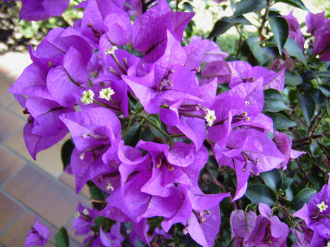 Bougainville-by-Angelika