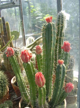 kaktusz a Kolozsvari botanikus kertbol