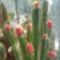kaktusz a Kolozsvari botanikus kertbol