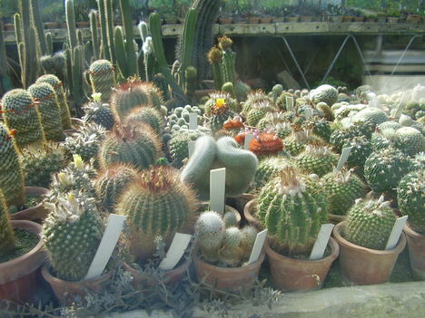 kaktuszok botanikus