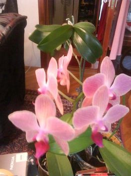 Orchidea győkér és a viragja