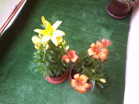 Virág:-) 4