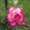 Gyönyörű rózsa