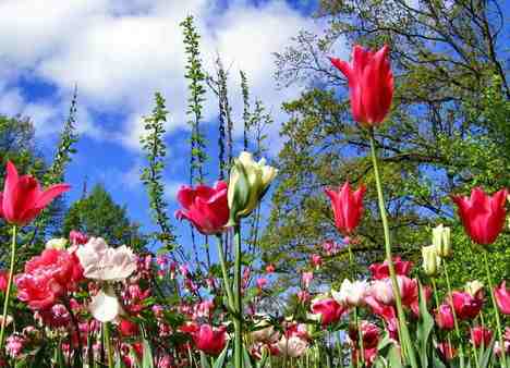 holland tulipánok