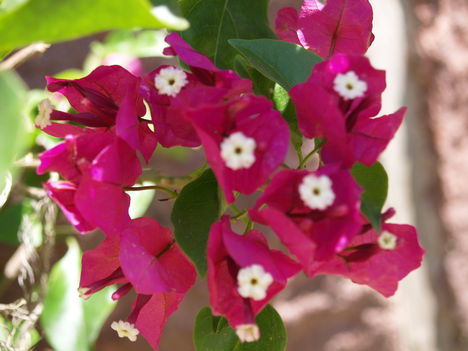 BOUGAINVILLEA