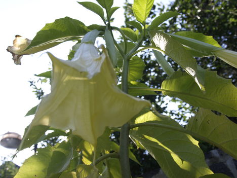 Datura