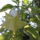 Datura_807005_19526_t