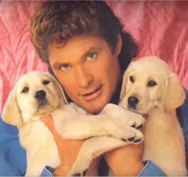 hasselhoff_with_puppies