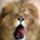 Lion_87426_070628_t