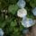 Filing_saucers_nagy_881950_14122_t