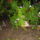 Meg_nyilnak_petunia_pistike_oroszlanszaj_szolovirag_881772_65767_t