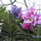 orchideák 091