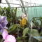 orchideák 095
