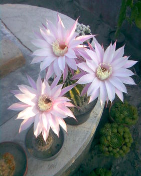 Kaktusz virága