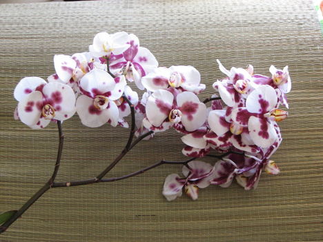 A számkivetett bocis lepkeorchidea (1.) 2010-04-22