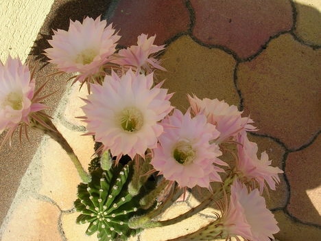 Kaktusz 1