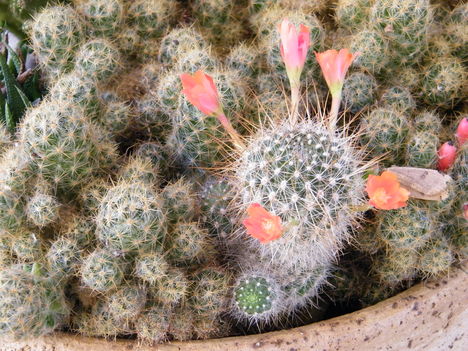 Kaktusz 2