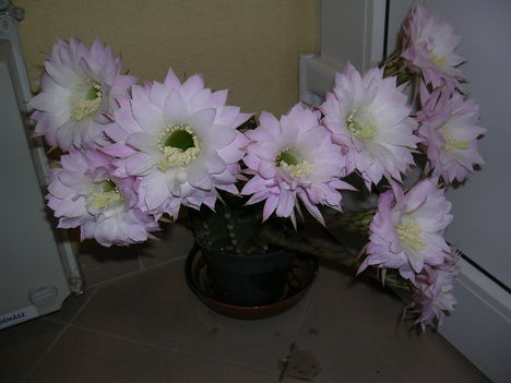 kaktuszaim 3