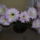 Kaktuszaim_3_883248_19308_t