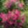 Kertunkbol-055_883426_96518_t