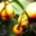 Novenyek_2_886102_27341_t