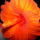 Novenyek_6_886088_73258_t