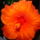 Novenyek_9_886141_82638_t